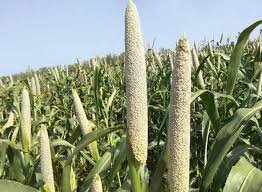 Bajra is Called Pearl Millet