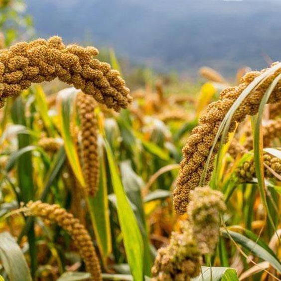 Export of Millets