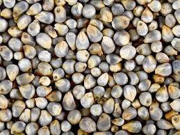 Bajra is Called Pearl Millet