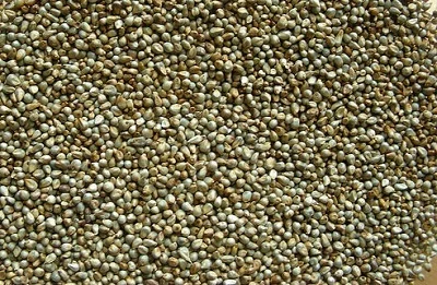 Pearl Millet Nutrition Facts